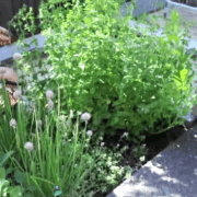 Fresh Herbs